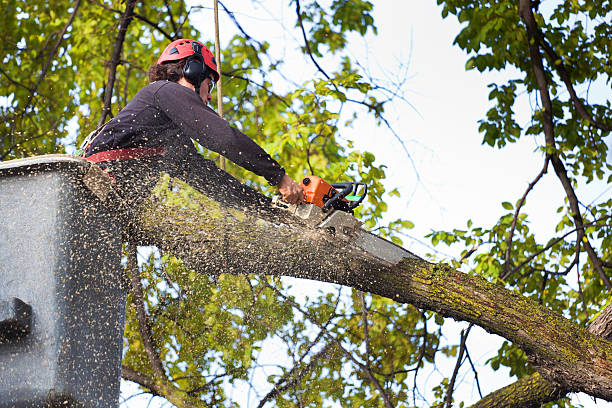 The Steps Involved in Our Tree Care Process in Carnegie, PA